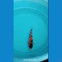 Koi Sowa 