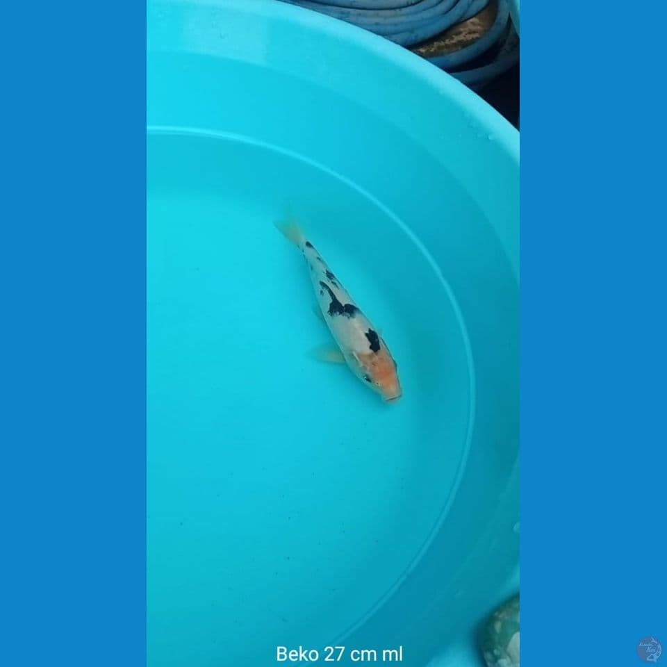 Koi beko