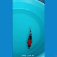 Koi Sowa