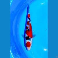 SANKE 32CM ~ MALE