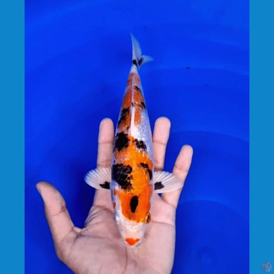 kin showa gindrin 25cm