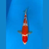 MARUTEN KOHAKU 32CM~berpunuk