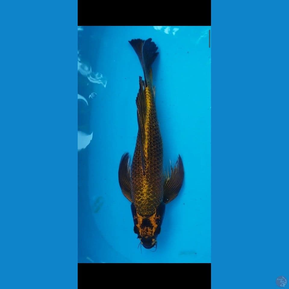 KUMPAY 57CM