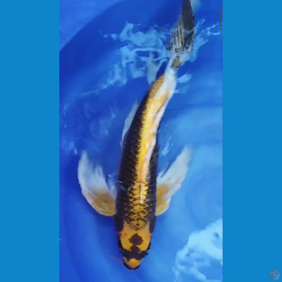 YAHUTTT 60CM