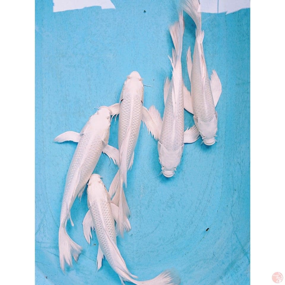 KUMPAY PLATINUM 30-32 CM