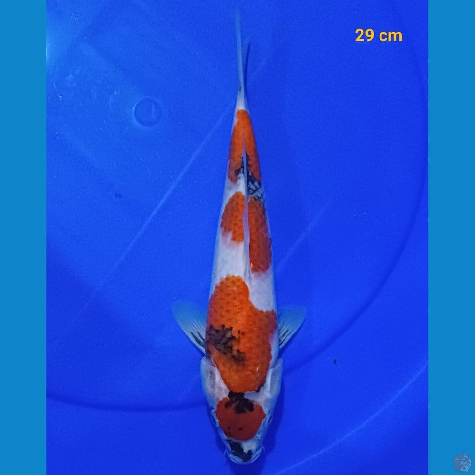 SQ showa M 29 cm