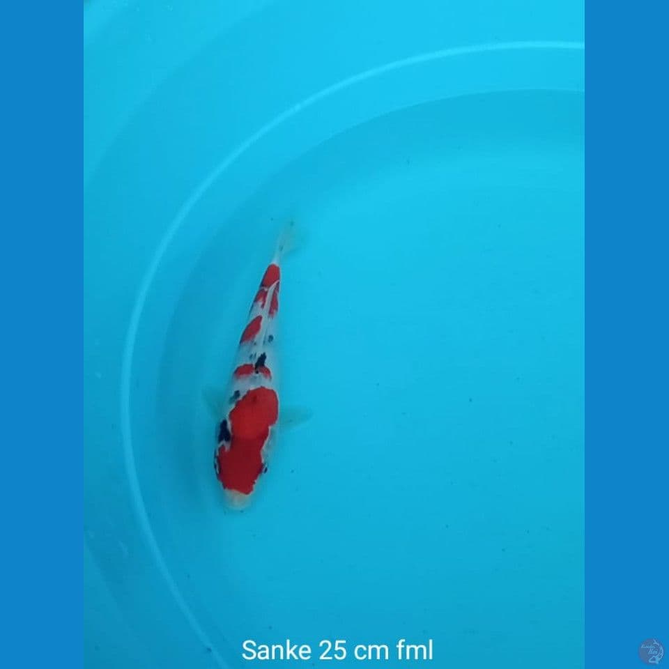 Koi Sanke munuk