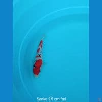 Koi Sanke munuk