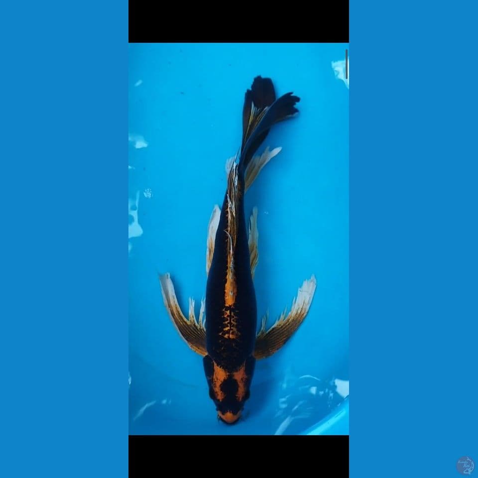 KABUTO 57CM