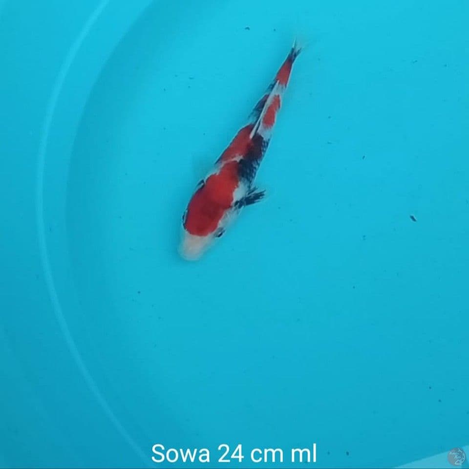 Koi Sowa 
