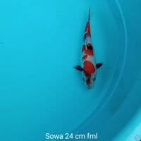 Koi Sowa 