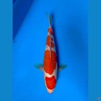 KOHAKU 30cm munuk~female
