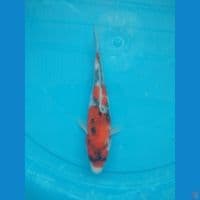 showa 18 cm
