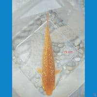 karamel ginrin 19 cm