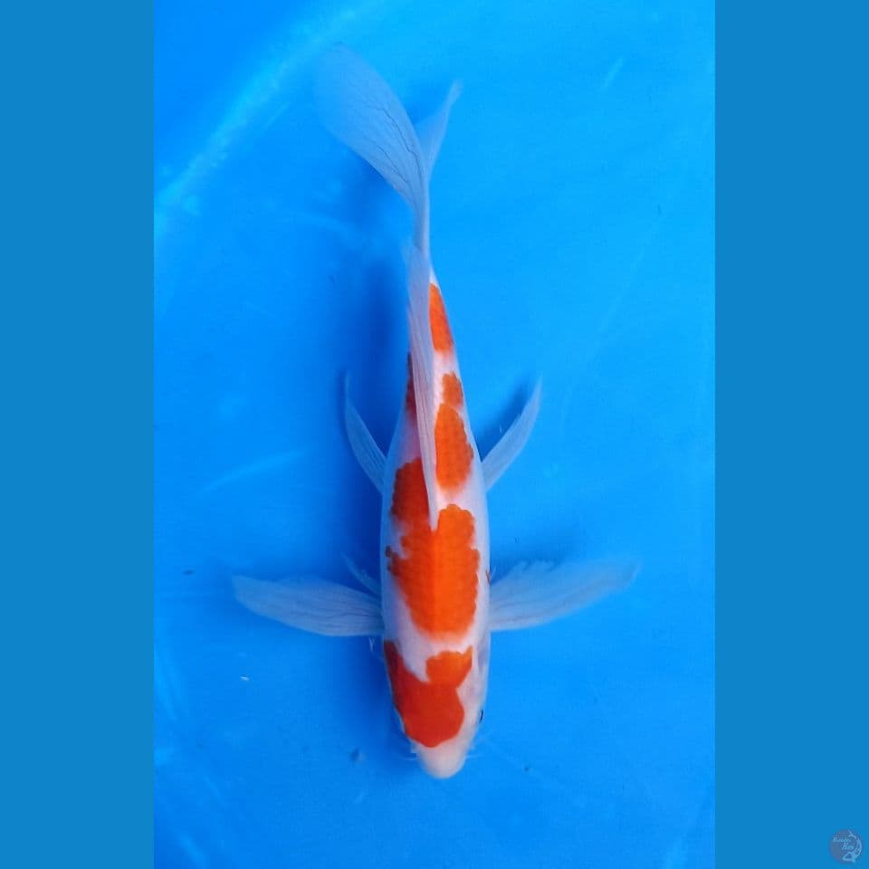 KUMPAI KOHAKU 26CM