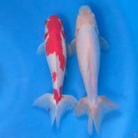 ikan wakin 20-22cm 2ekor 