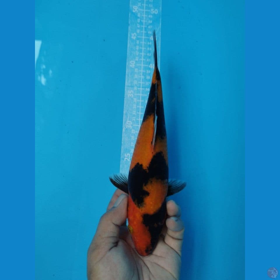 HI SHOWA 28CM JANTAN