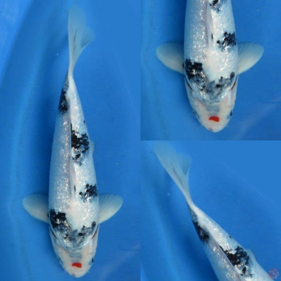 34cm , Punuk - Bakalan Shiro Ginrin