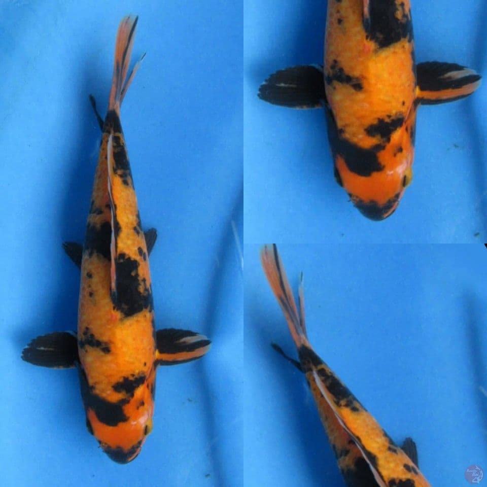 25cm Hi Utsuri 