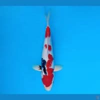 ARAYA 4 ~ Showa Evolution 28 cm/male ®
