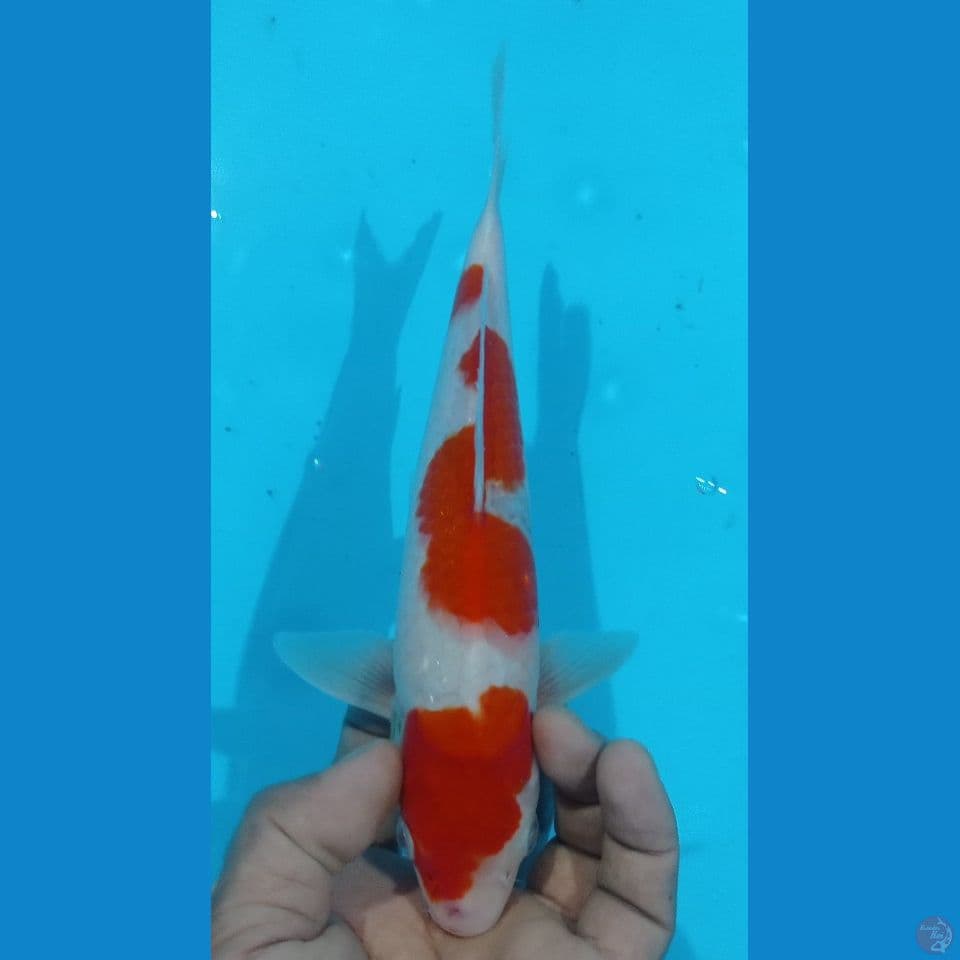 kohaku 27cm