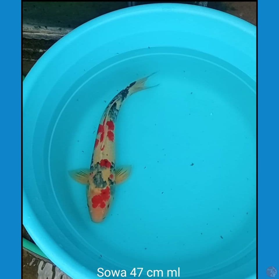 KOI SOWA 