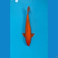 Kawarimono , Male 41 cm