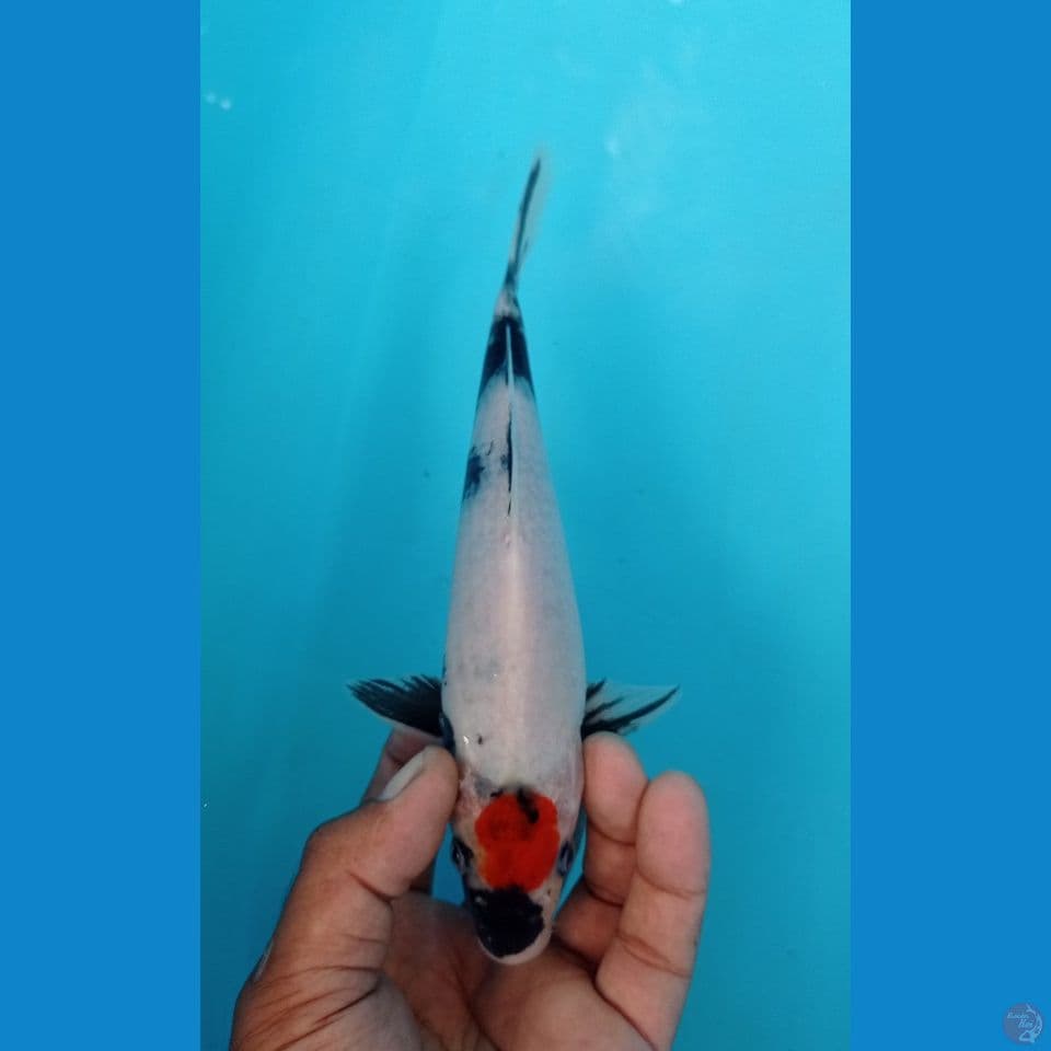 TANCOOO 24CM