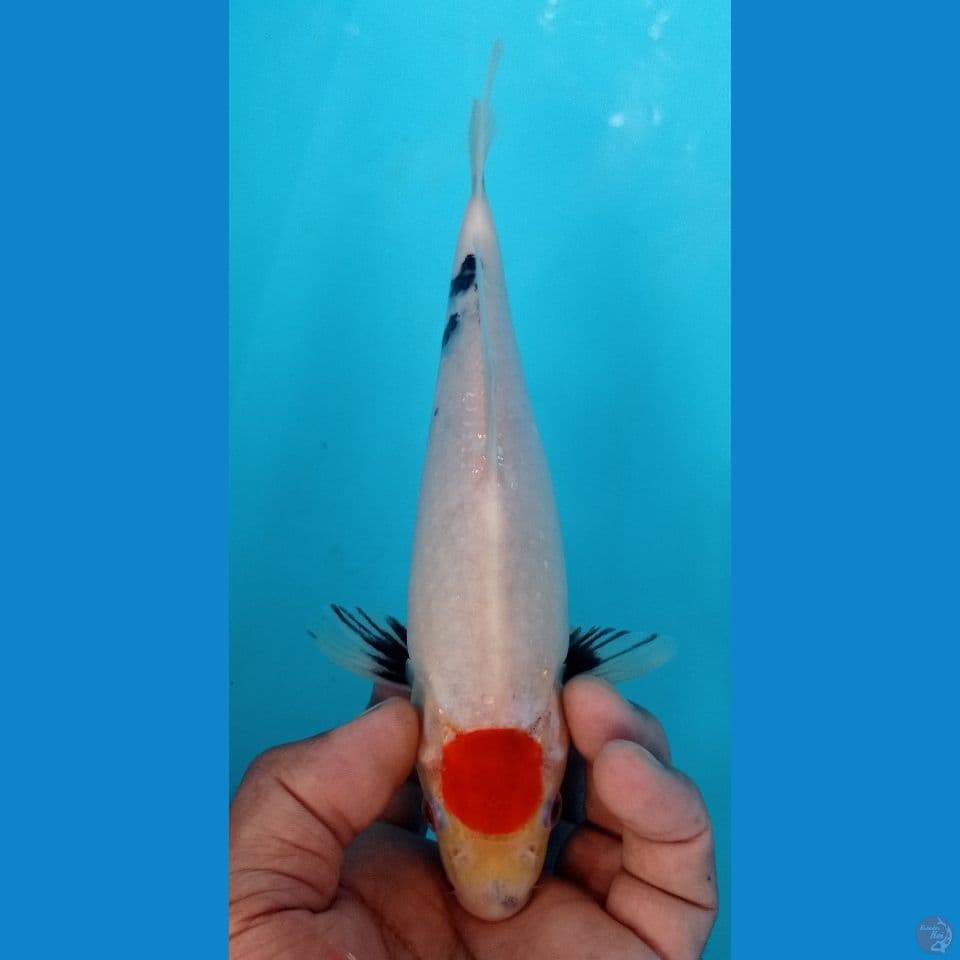 SHOWA 24CM