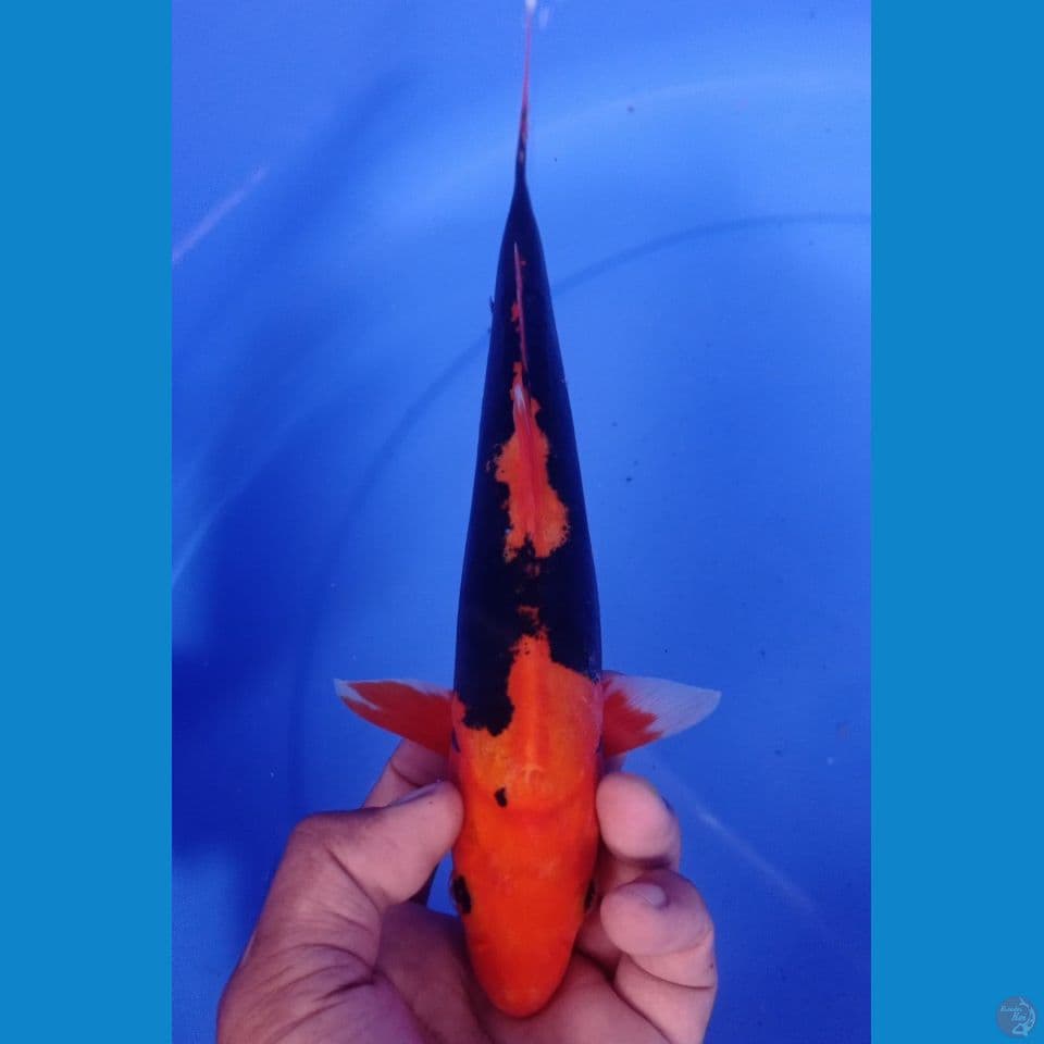 BENI KUMUNRIYU 27CM