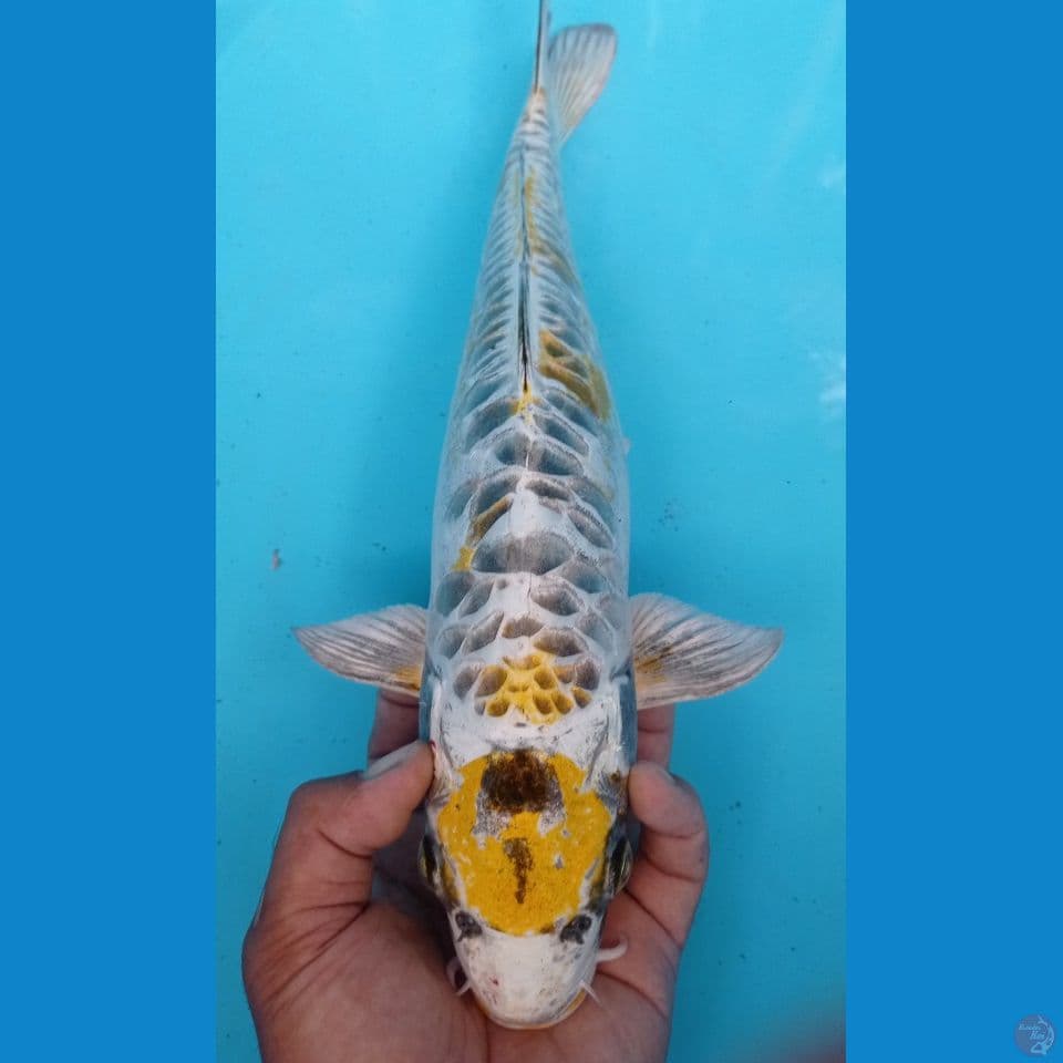 HARIWAKE ARAGOKE 43CM