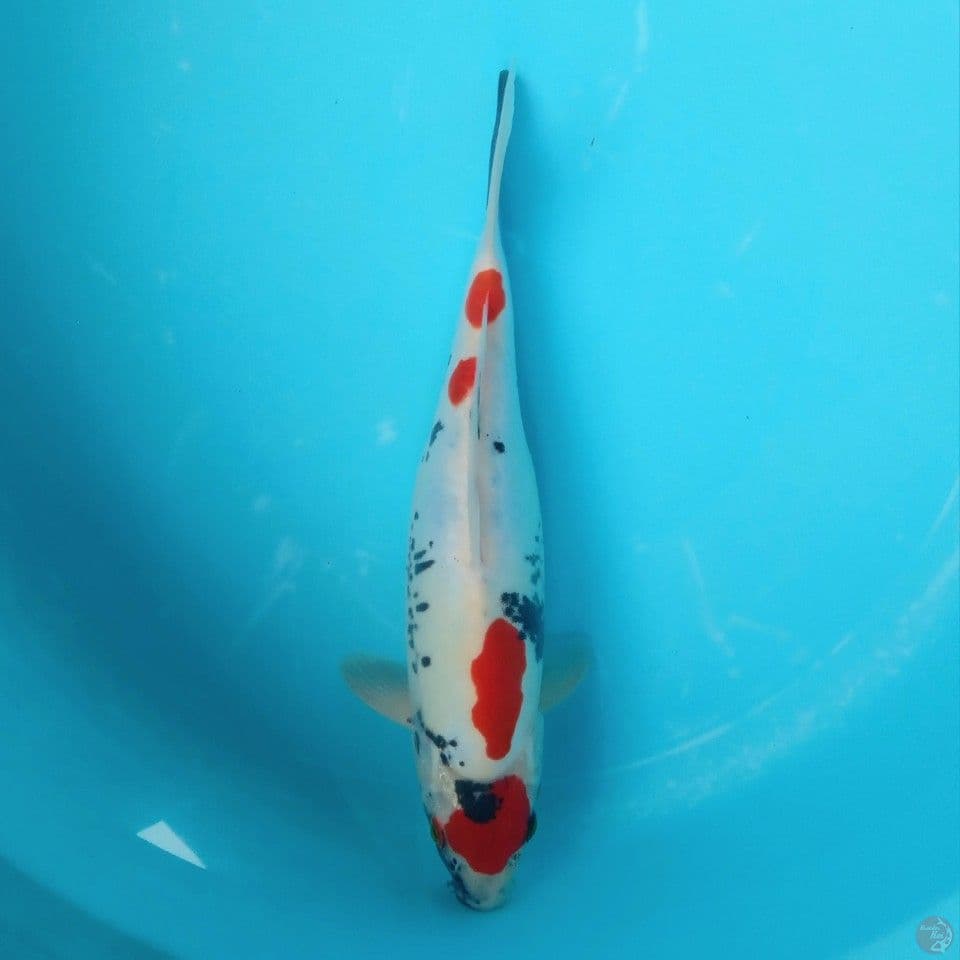 MARUTEN BENI KUMON 33CM