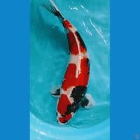 SHOWA HIKARI HQ MALE 48cm red strong