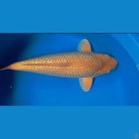 Karasi manggo MALE 48CM ginrin HQ