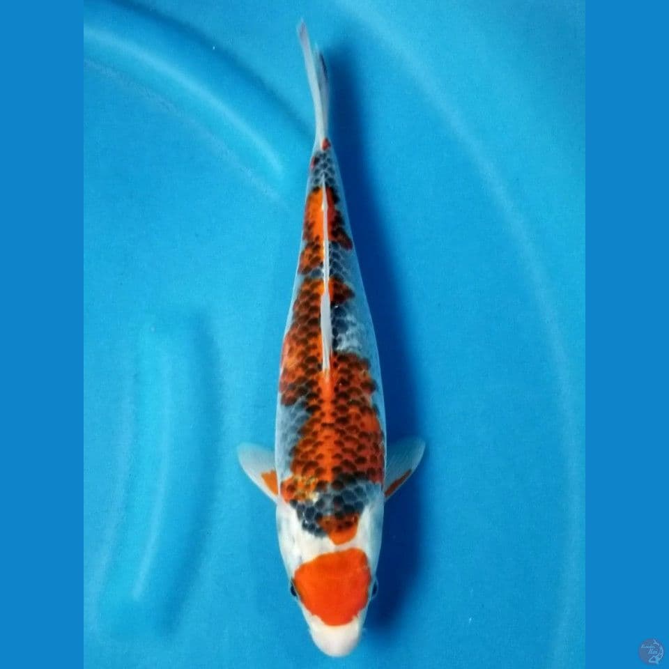 GOSHIKI 30 CM