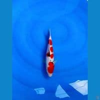 SANKE AGRO KOI 
