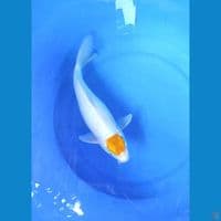TC Good Yellow F34cm
