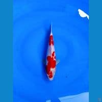 KOHAKU ORIGINAL 