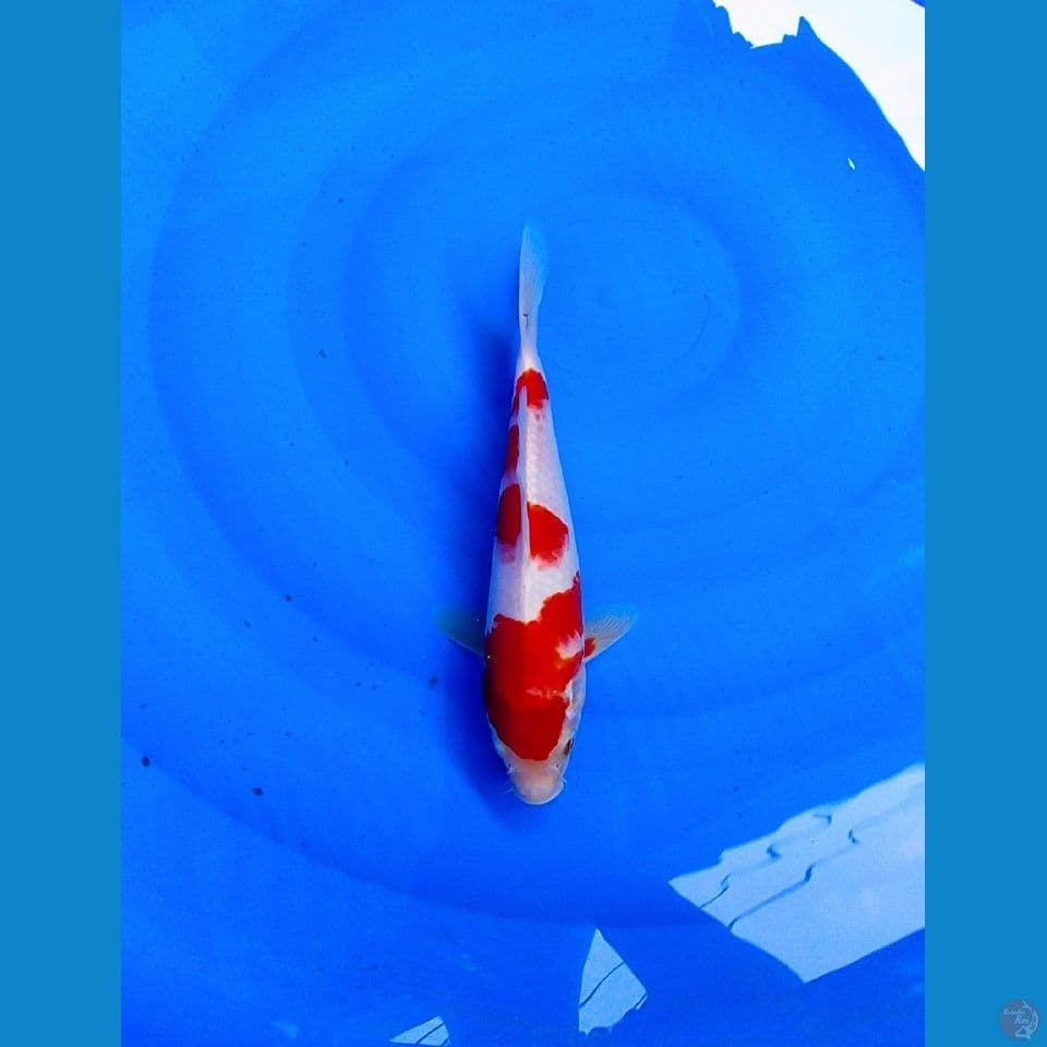 KOHAKU 