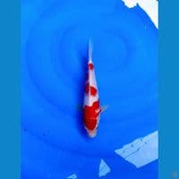 KOHAKU 