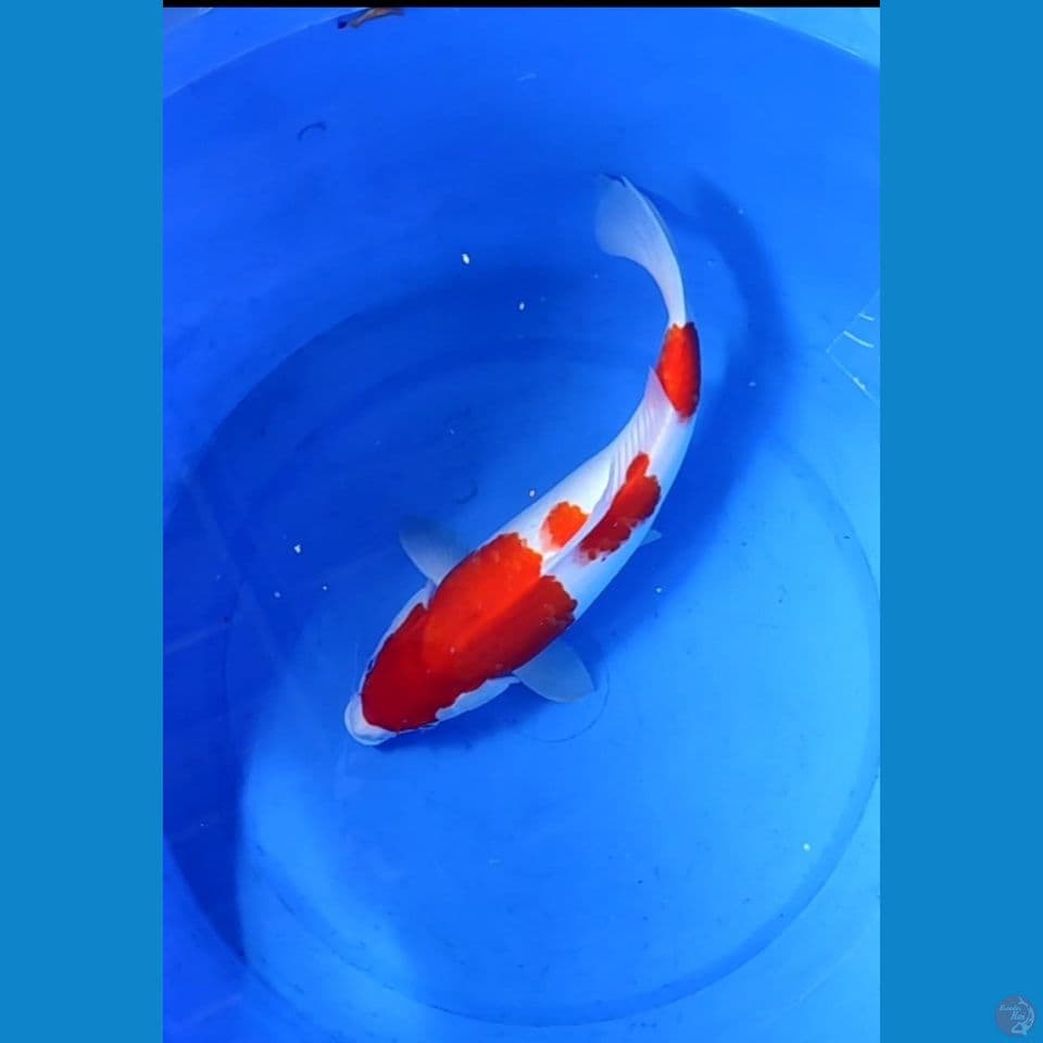 Kohaku SQ F35cm