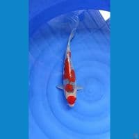 Goshiki 36cm