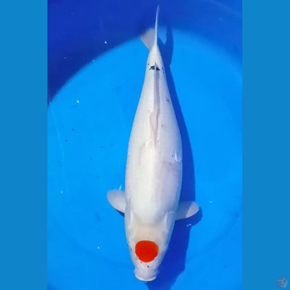 T.sanke munuk body tebel 50 cm