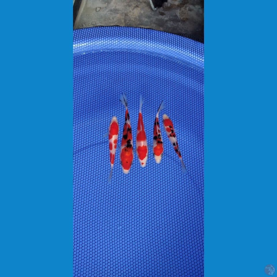 bahan keeping 11 14 cm 