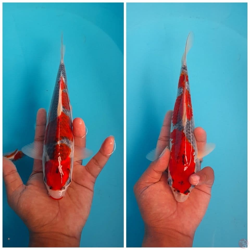 Ghosiki -+25Cm 2 ekor