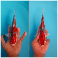 Ghosiki -+25Cm 2 ekor