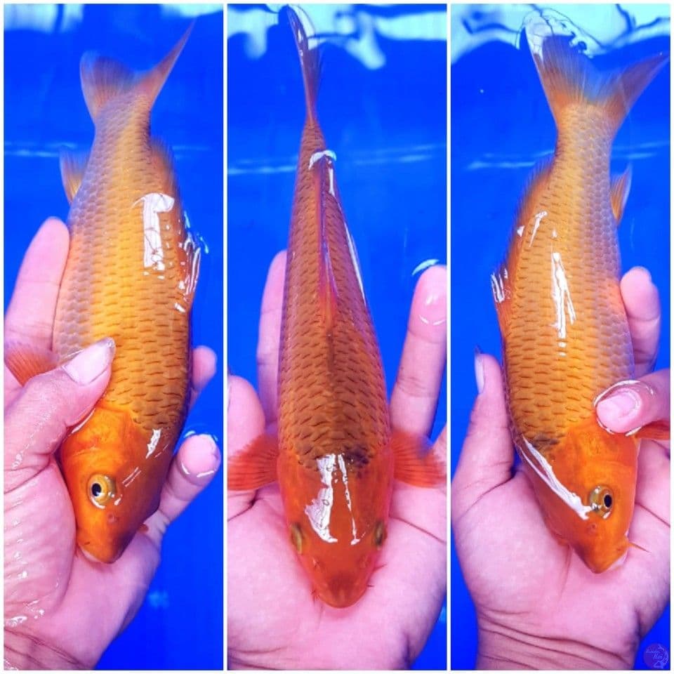 CARAMEL 24 CM