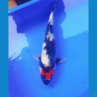 Tancho showa ori 37cm