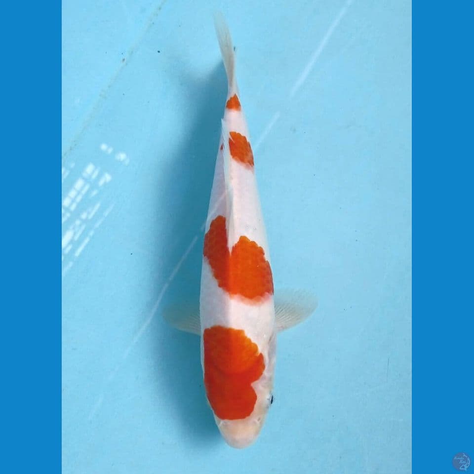 kohaku, 24 cm