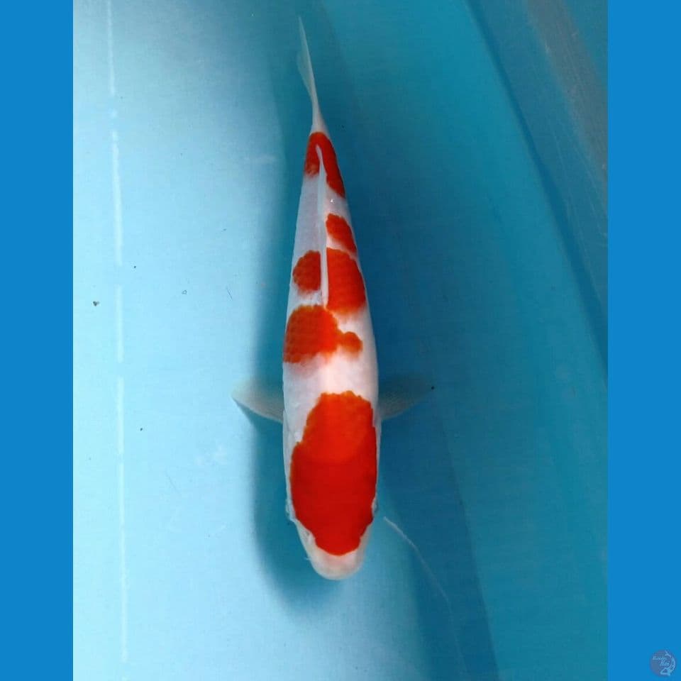 kohaku, 25 cm